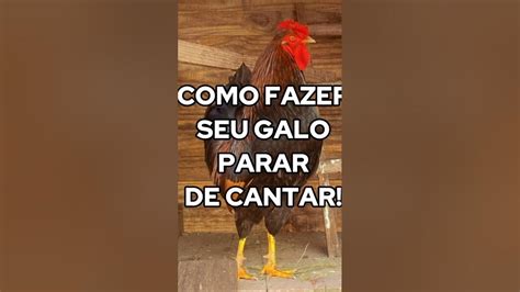 o galo cantando|3 Formas de Fazer um Galo Parar de Cantar